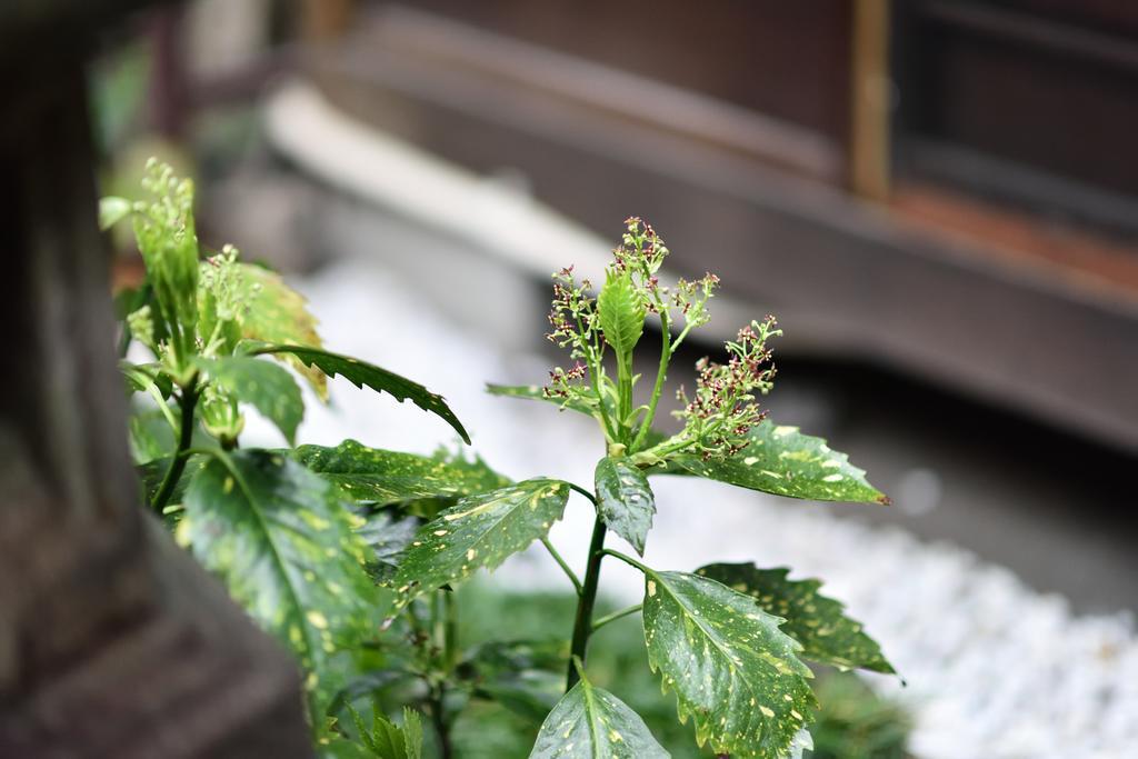 Rakusuian Hotell Kyoto Eksteriør bilde